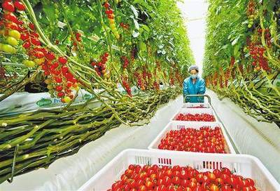 张掖海升现代农业生态示范项目园区内栽培&ldquo;迷你彩椒&rdquo;等产品进入收获旺季