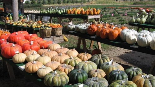 青春归田筑梦路 农村大学生自主创业破解农产品销售困局