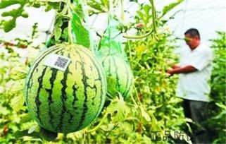 追溯田间到舌尖，扫码安心购买正品农产品