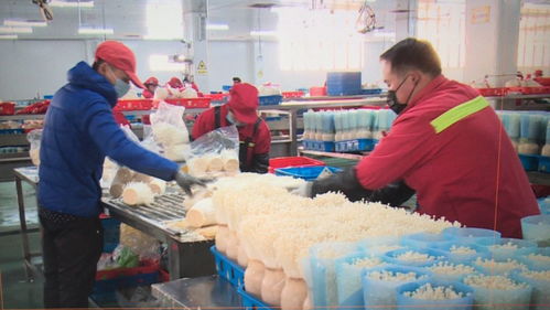 港城“菜篮子”有保障吗？记者实地探访农产品市场与生产企业