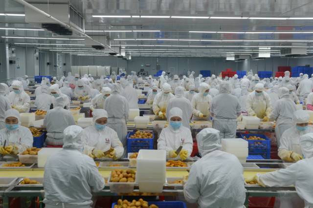 光明区援手打造全产业链 助&ldquo;芒果之乡&rdquo;增收致富